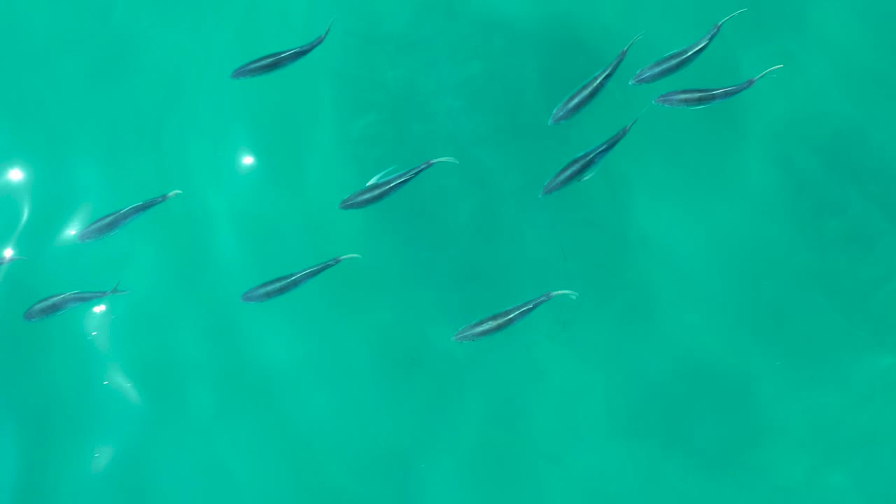 Several small fish cluster and angle through clear green-blue water at Shipwrecks Los Cabos, Baja California Sur, with soft reflected light and no visible people.