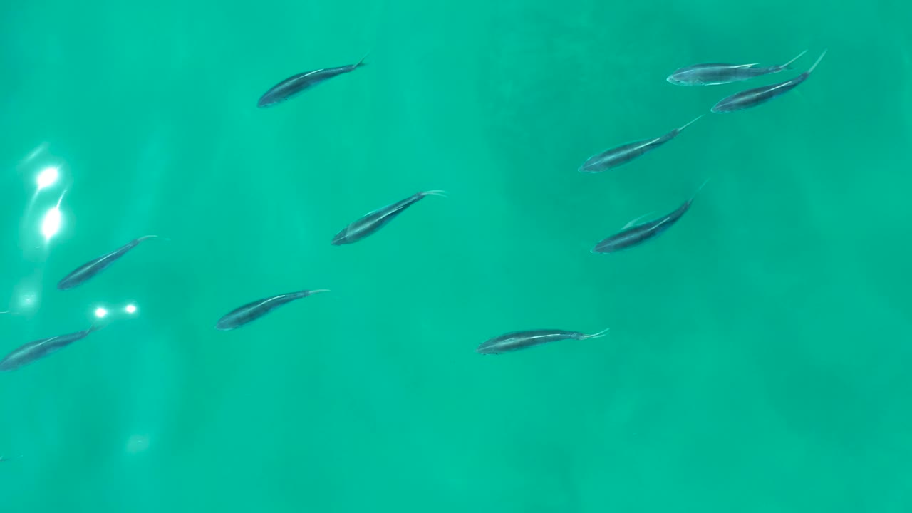 A loose school of small dark fish crosses turquoise water at Shipwrecks Los Cabos, Baja California Sur, with faint underwater shadows and no visible people.