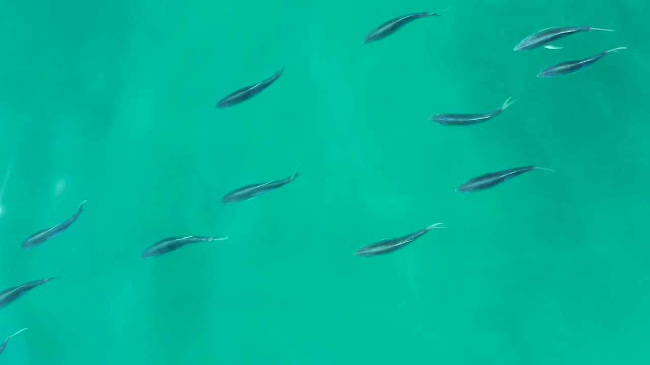 Small fish dispersed under bright reflections