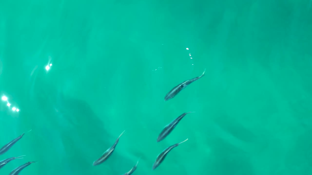 Small fish in turquoise water with bright surface reflections.