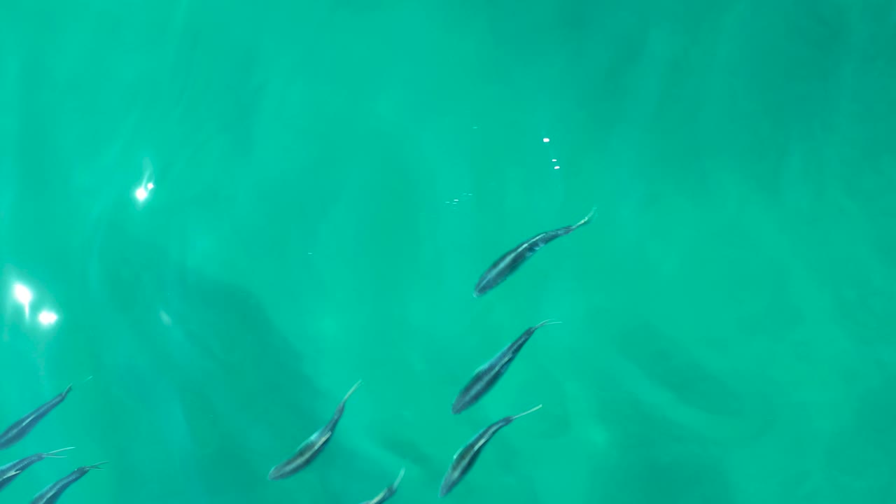 Several small fish appear across the upper and lower parts of clear turquoise water at Shipwrecks Los Cabos, with faint darker shapes beneath the surface and no visible people.