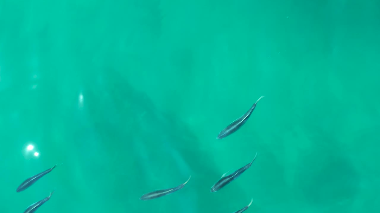 A loose cluster of small fish moves through the center of turquoise water at Shipwrecks Los Cabos, with strong white glints on the surface and no visible people.