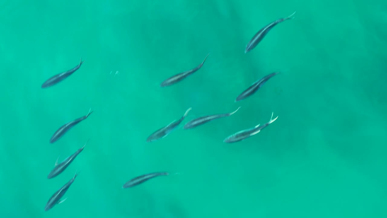 Small fish are visible across the upper half of clear turquoise water at Shipwrecks Los Cabos, with soft shadows and no visible people.