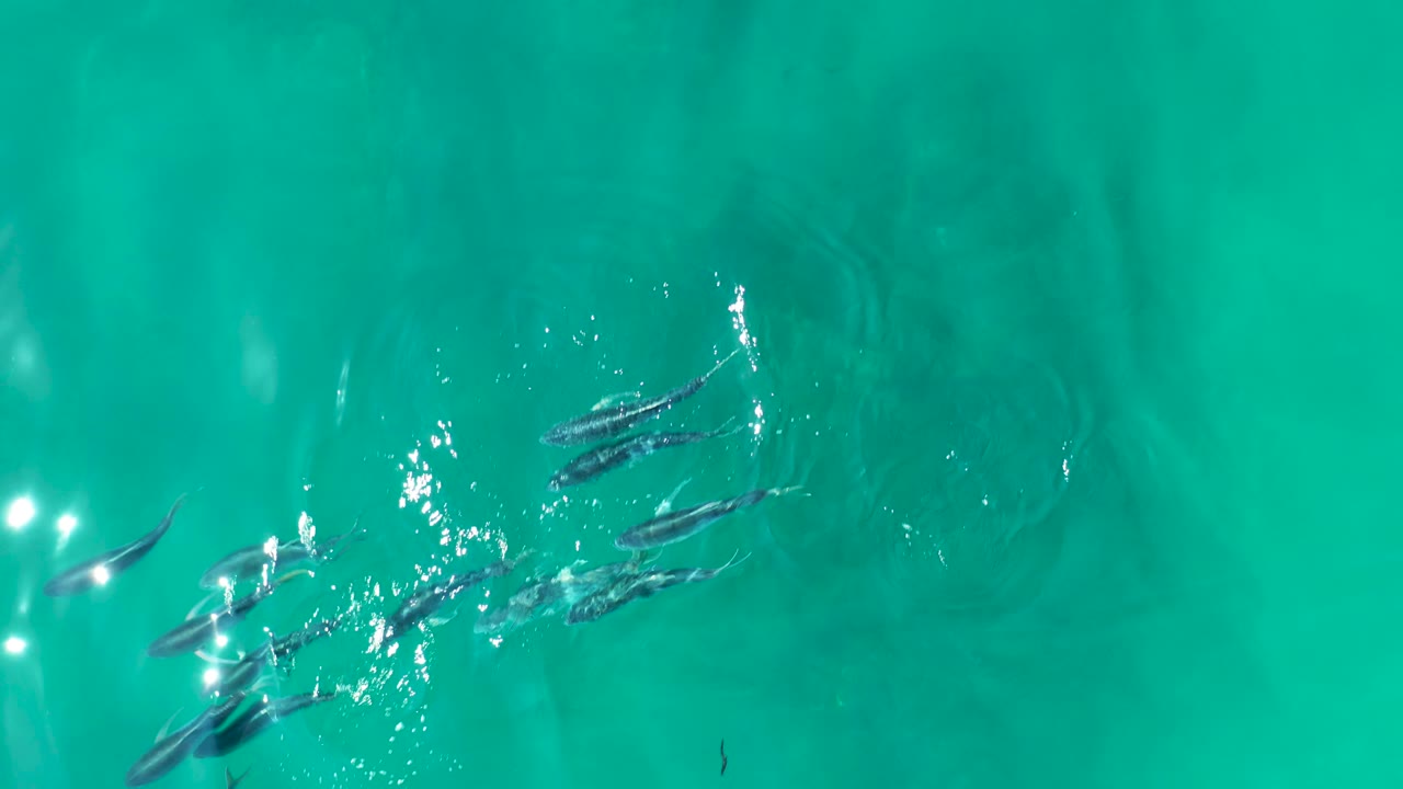 Small fish school in bright turquoise water.
