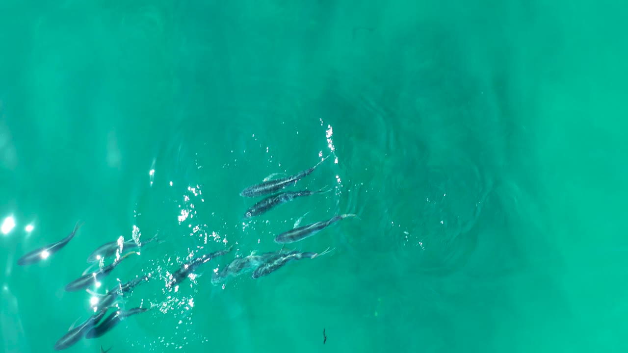 A loose group of small fish spreads across the center of turquoise water at Shipwrecks Los Cabos, with bright reflected highlights and no visible people.