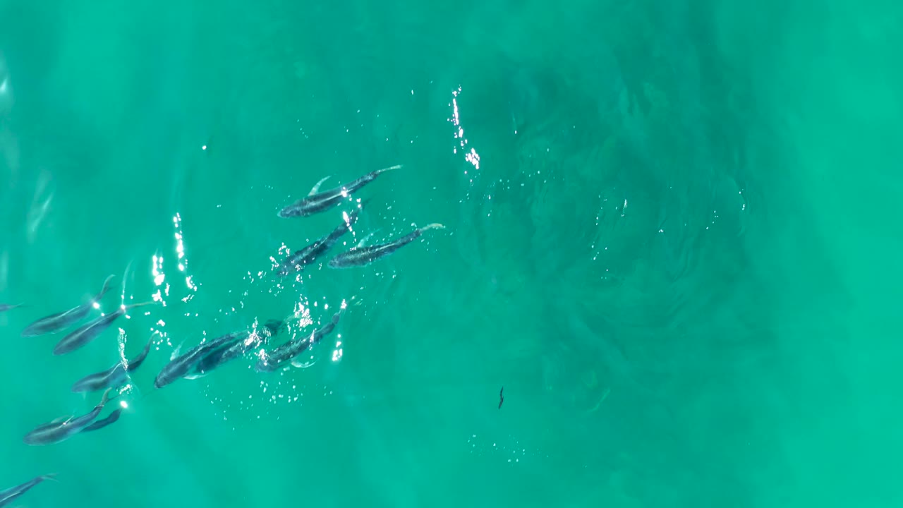 Small fish appear near several sharp sun glints in clear turquoise water at Shipwrecks Los Cabos, with the school slightly separated into smaller groups and no visible people.