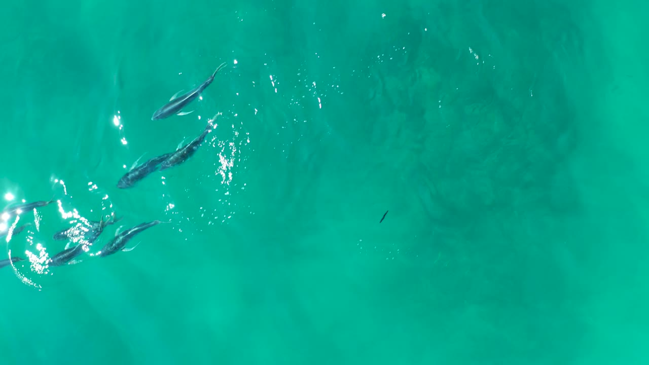Several small fish cross the upper area of green-blue water at Shipwrecks Los Cabos, with scattered sparkle on the surface and no visible people.