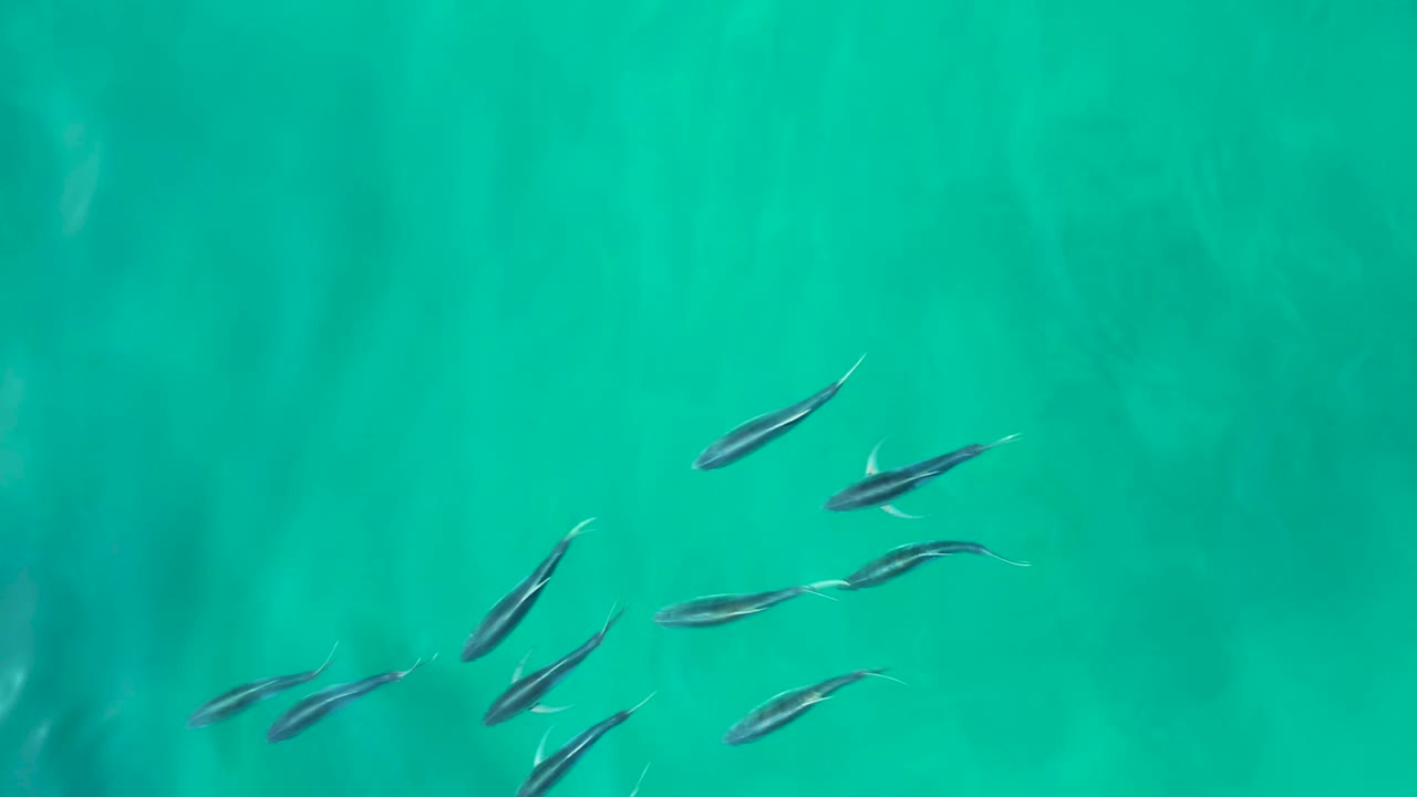 Small fish school near the left side of clear turquoise water at Shipwrecks Los Cabos, with soft surface ripples and no visible people.