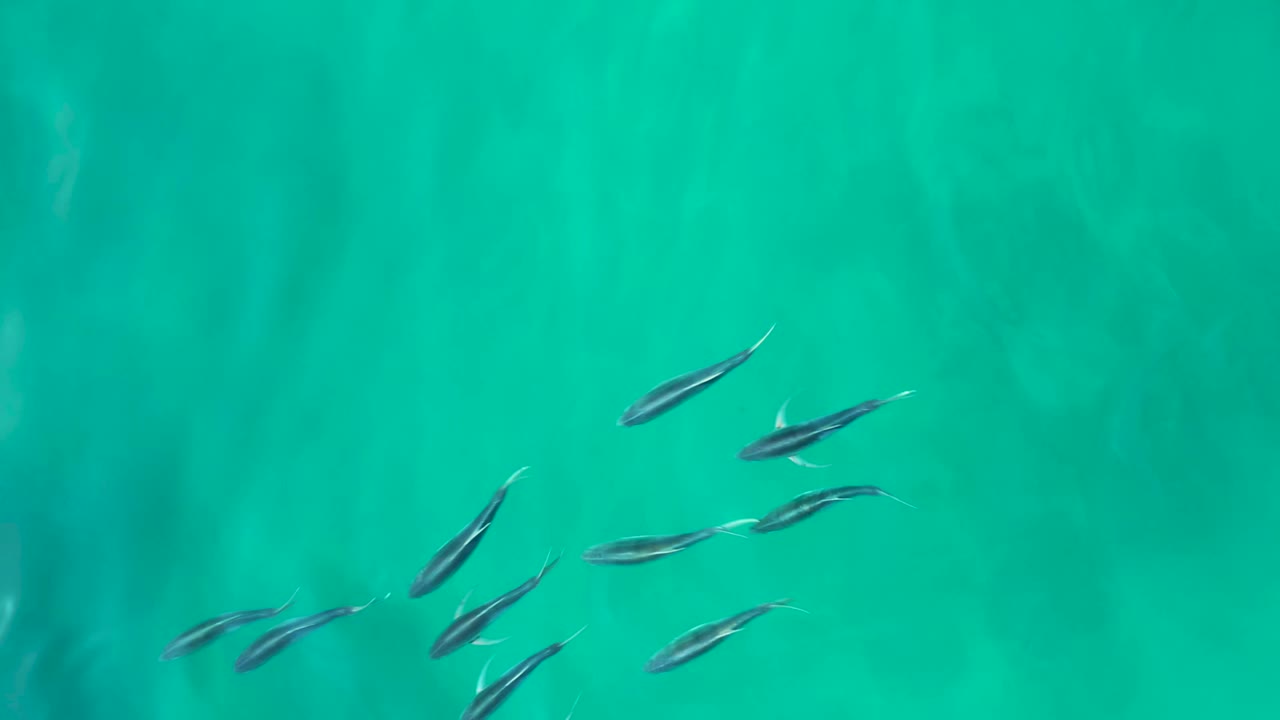 Small fish spread across bright turquoise water.