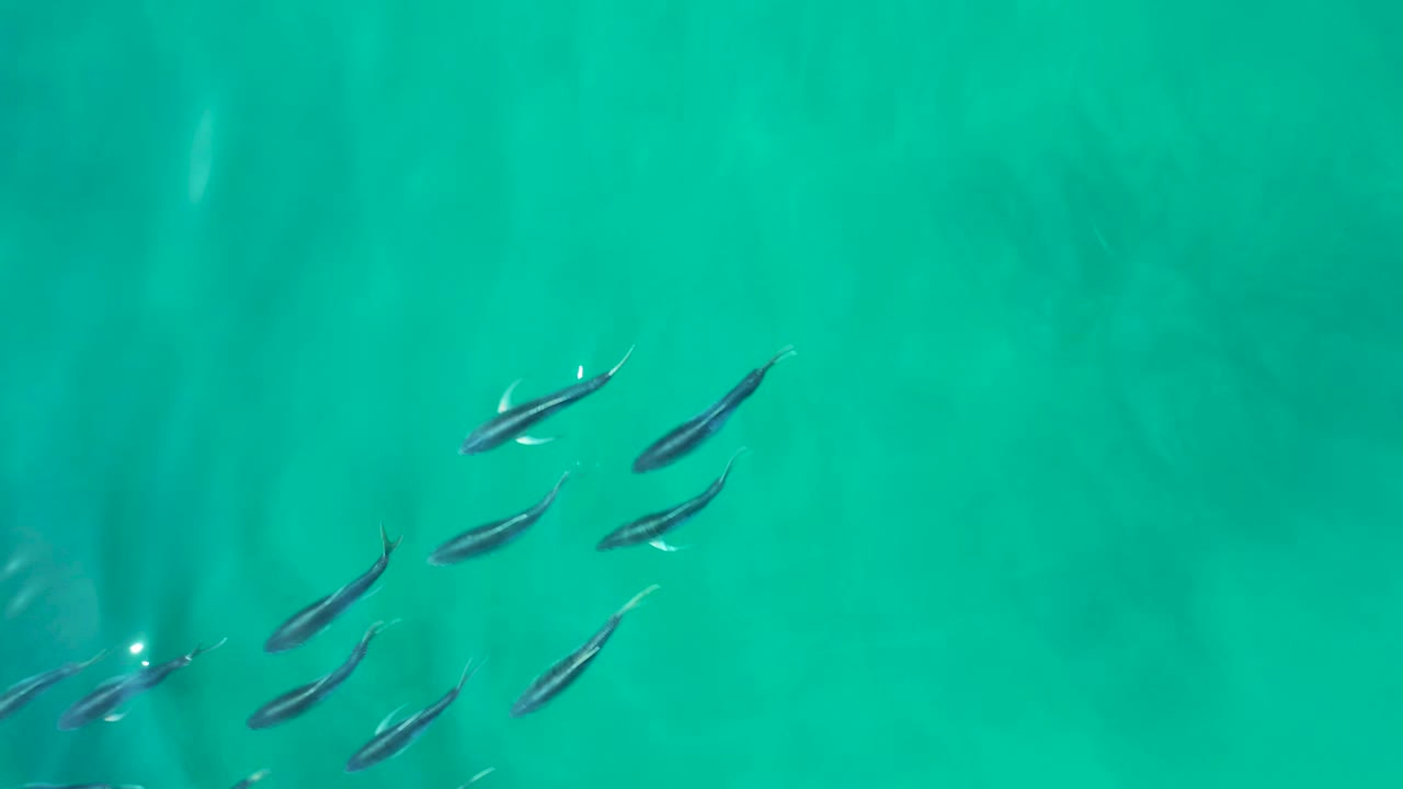 A compact group of small fish sits in the upper portion of clear turquoise water at Shipwrecks Los Cabos, with no shoreline and no visible people.