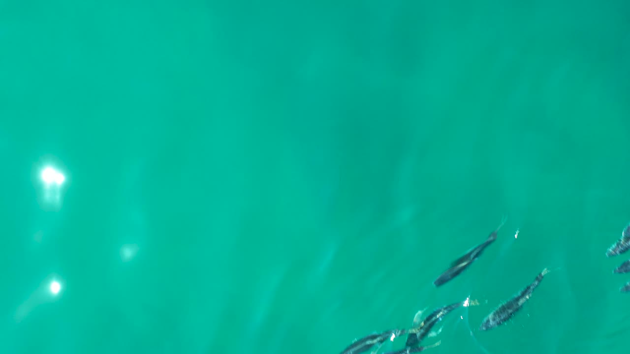 Small dark fish swim near the upper center of clear turquoise water at Shipwrecks Los Cabos, with bright reflected highlights and no visible people.