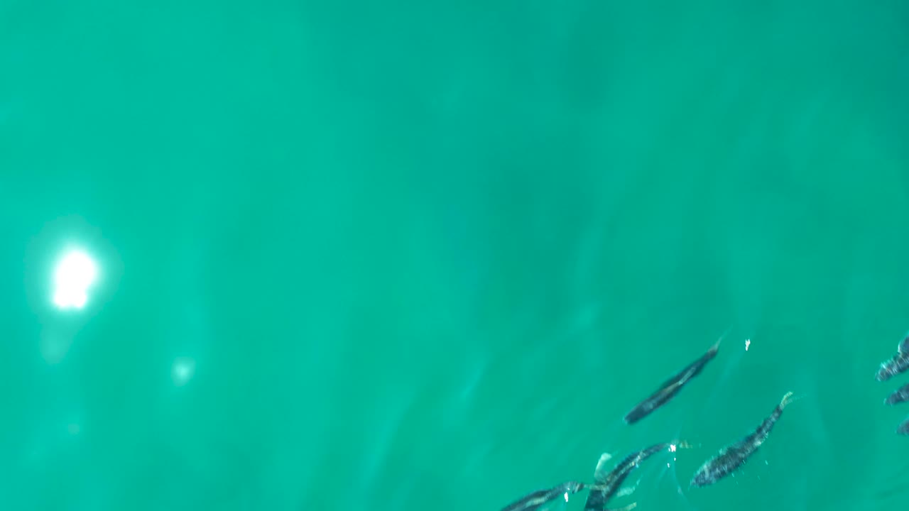 Several small fish move across the upper middle of clear turquoise water at Shipwrecks Los Cabos, with soft green-blue color shifts and no visible people.