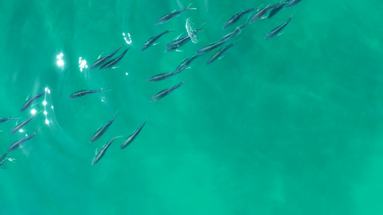 At Shipwrecks Los Cabos, small fish gather near the upper left of clear turquoise water while sunlight glints on the surface, with no visible people.