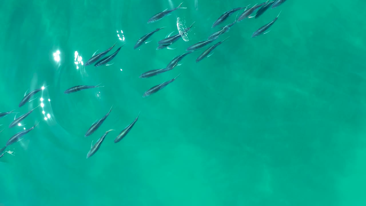 Fish scattered near the top of clear turquoise ocean water.