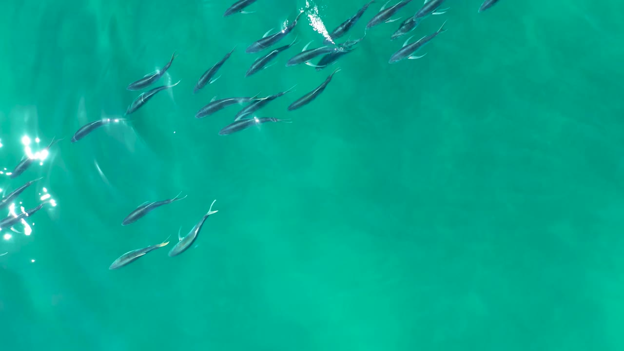 A loose group of small fish moves across the upper right area of turquoise water at Shipwrecks Los Cabos, with bright white highlights and no visible people.