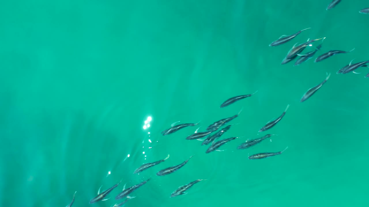 Small fish cluster in the upper half of clear turquoise water at Shipwrecks Los Cabos, with bright surface reflections and no visible people.