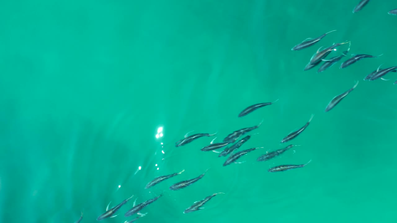 A loose group of small fish crosses the left and upper portions of blue-green water at Shipwrecks Los Cabos, with a bright light glint near the surface and no visible people.