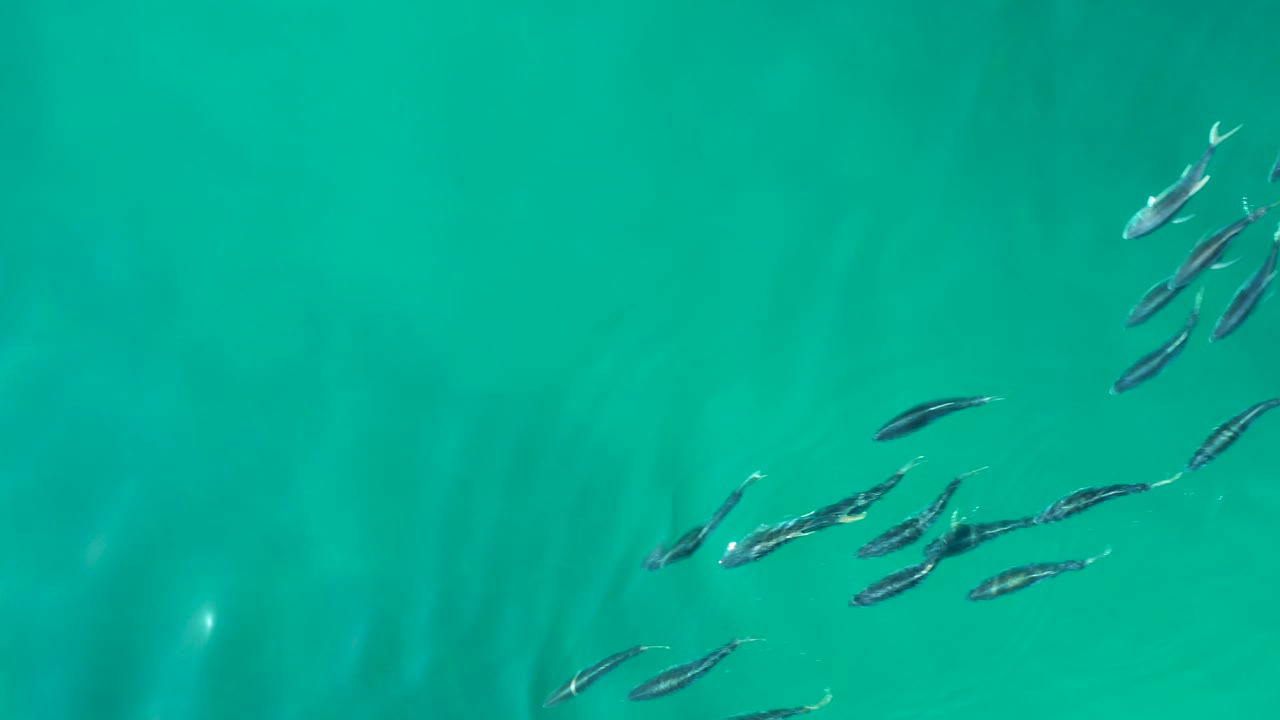 Small fish gather near the upper right of the turquoise water at Shipwrecks Los Cabos, leaving more open water through the center and no visible people.