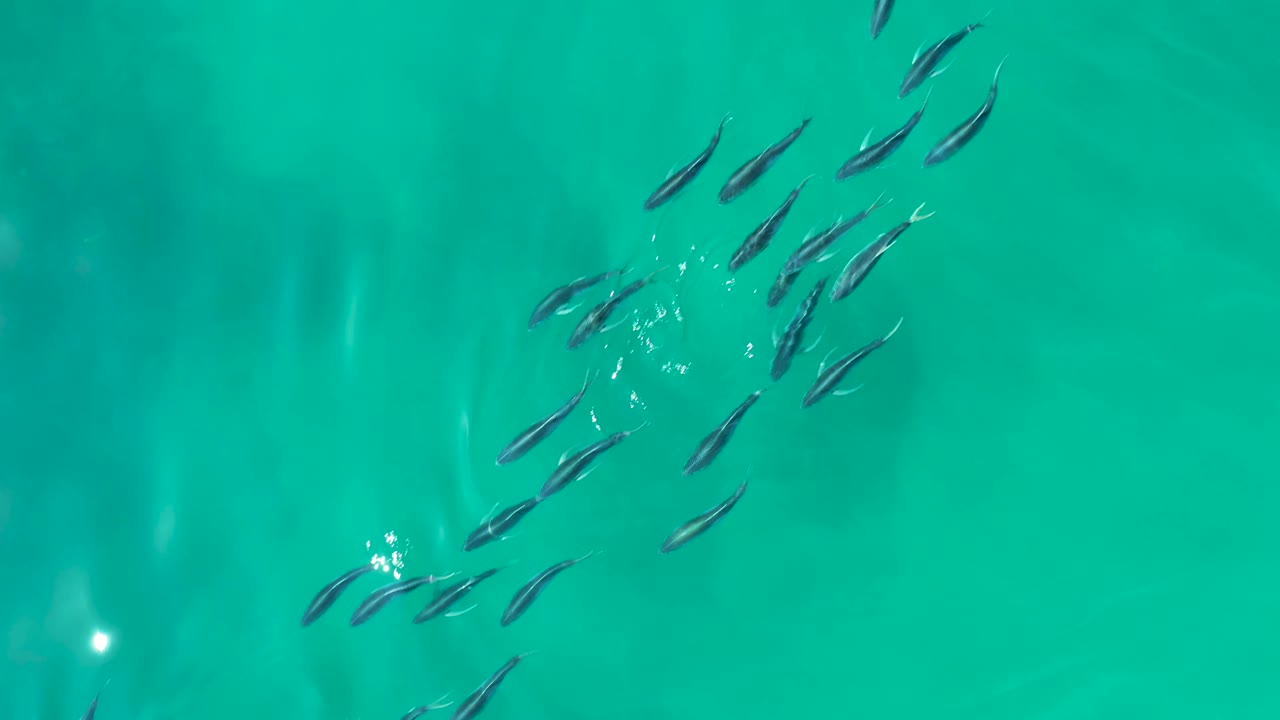 Small fish schooling in turquoise water with bright surface glare.