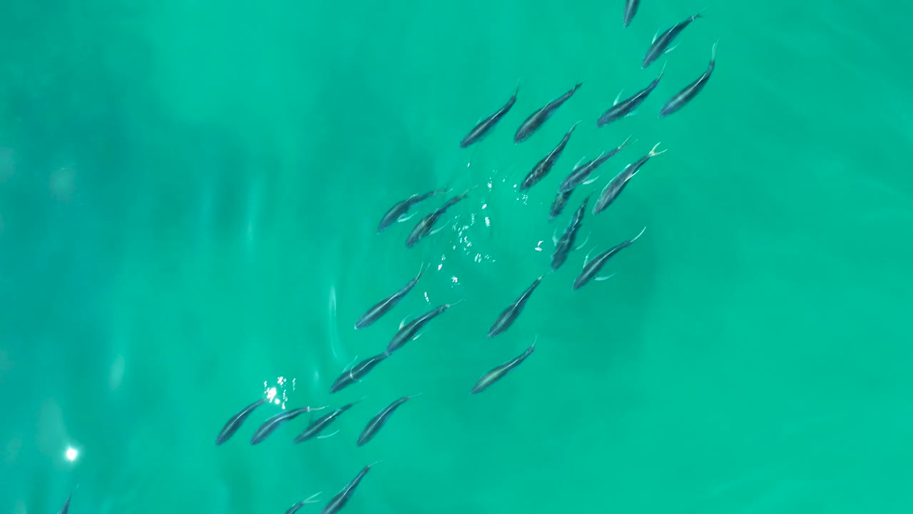 Small fish spread in a loose cluster across clear green-blue water at Shipwrecks Los Cabos, with soft surface shimmer and no visible people.