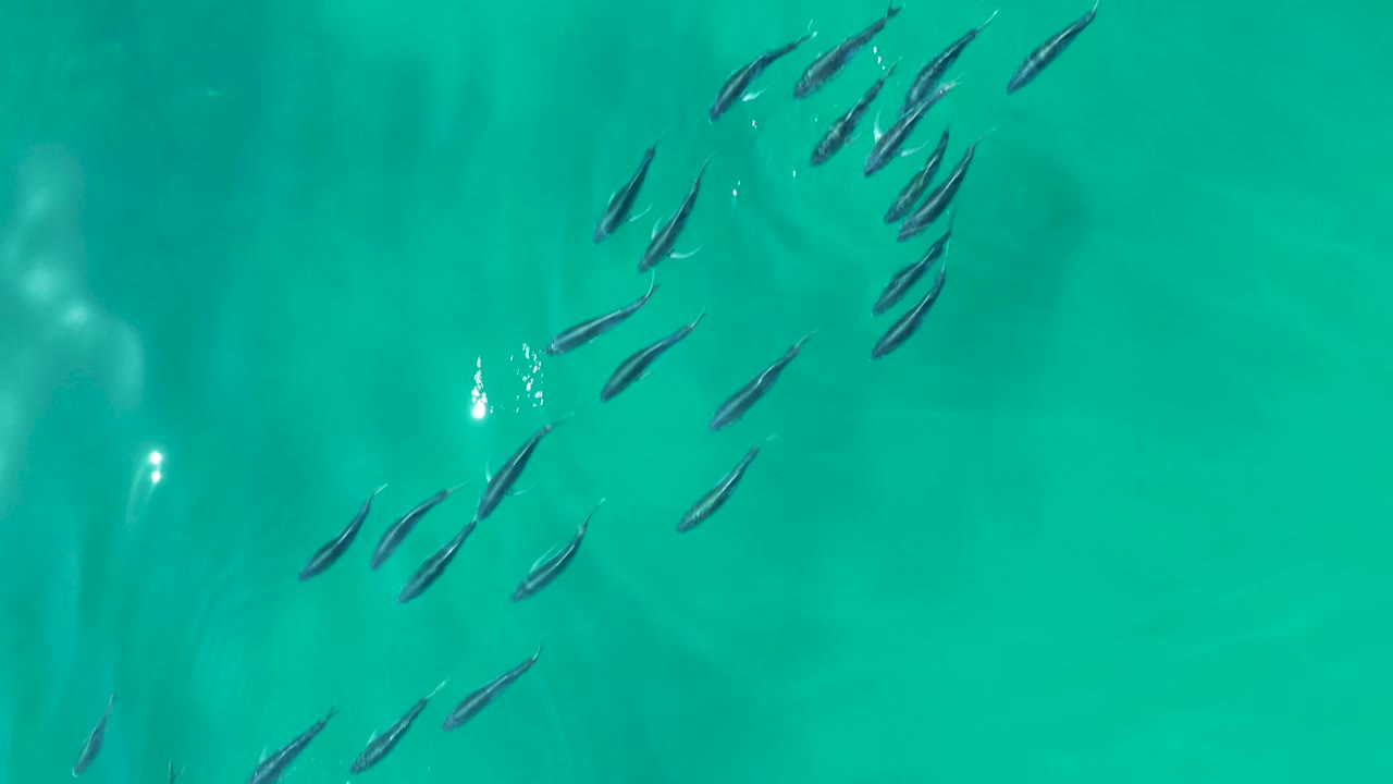 An overhead frame shows the small fish arranged in a curved school over turquoise water at Shipwrecks Los Cabos, with no shoreline and no visible people.