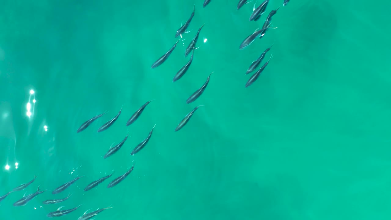 Small fish appear more scattered across the left side of clear turquoise water at Shipwrecks Los Cabos, with bright sun reflections and no visible people.