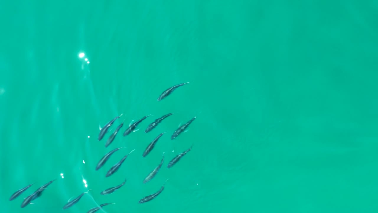 Small dark fish form several loose clusters in clear turquoise water at Shipwrecks Los Cabos, with bright surface reflections and no visible people.