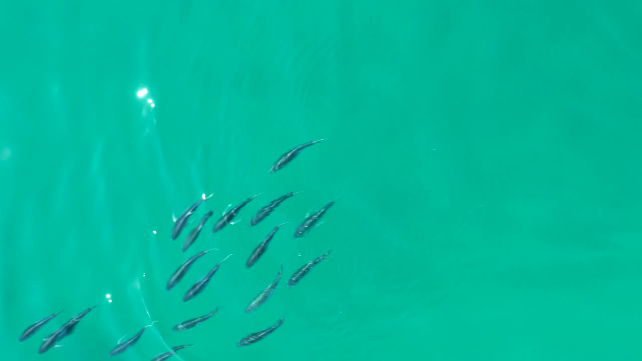 A loose school of small fish has shifted slightly across the turquoise water at Shipwrecks Los Cabos, with light streaks in the background and no visible people.