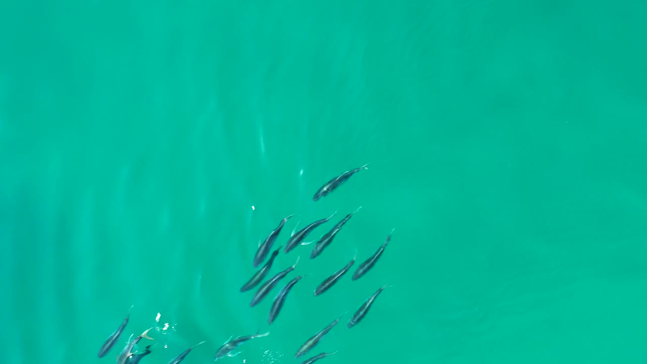 Several small fish cluster near the upper-right area of the frame in blue-green water at Shipwrecks Los Cabos, with faint vertical light patterns and no visible people.