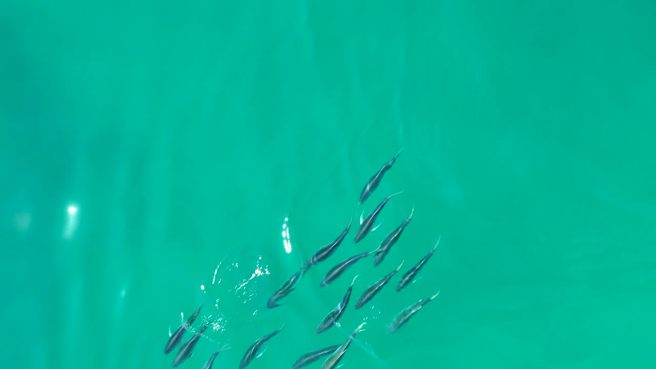 Small fish grouped low in turquoise water