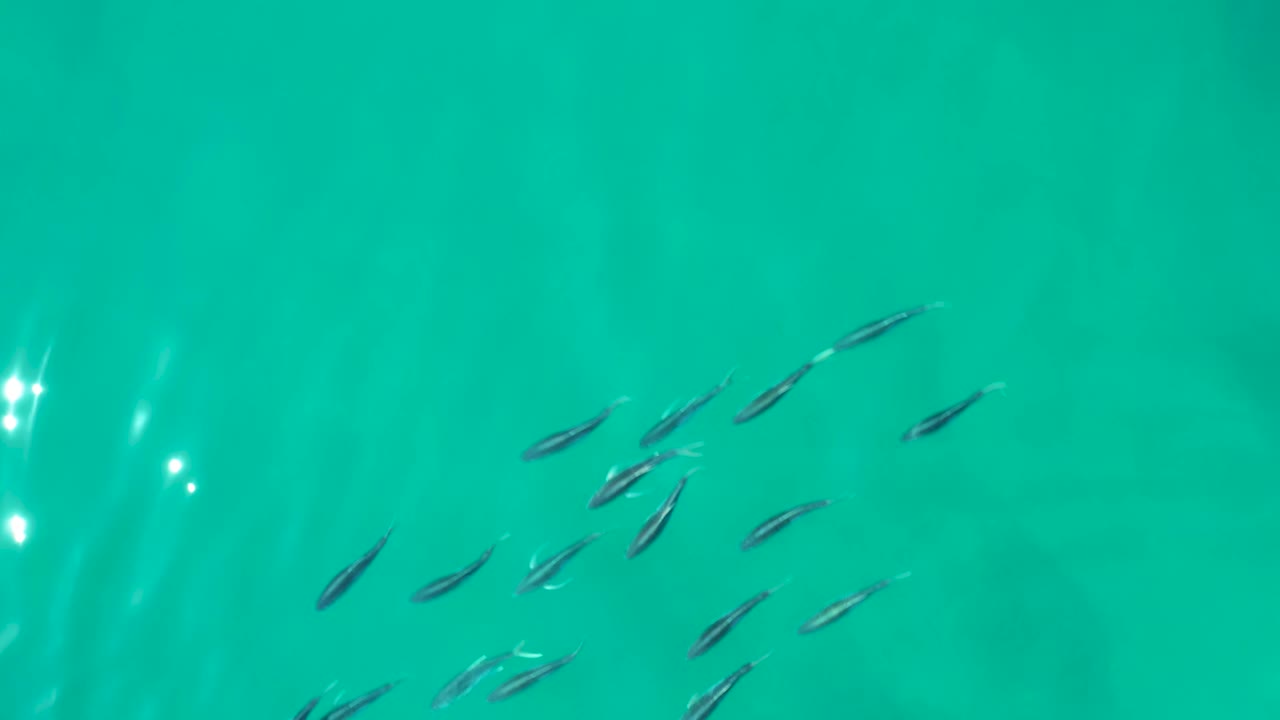 Overhead view of a loose group of small fish in clear turquoise water at Shipwrecks Los Cabos, with bright surface glints and no visible people.