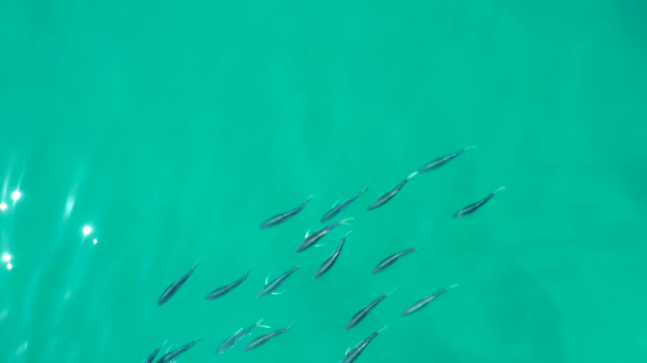 Small fish spread across clear turquoise water.
