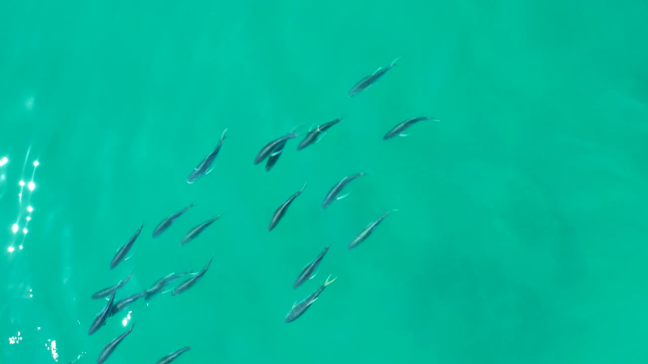 A denser cluster of small fish moves through turquoise water at Shipwrecks Los Cabos, with white sunlight reflections near the center and no visible people.