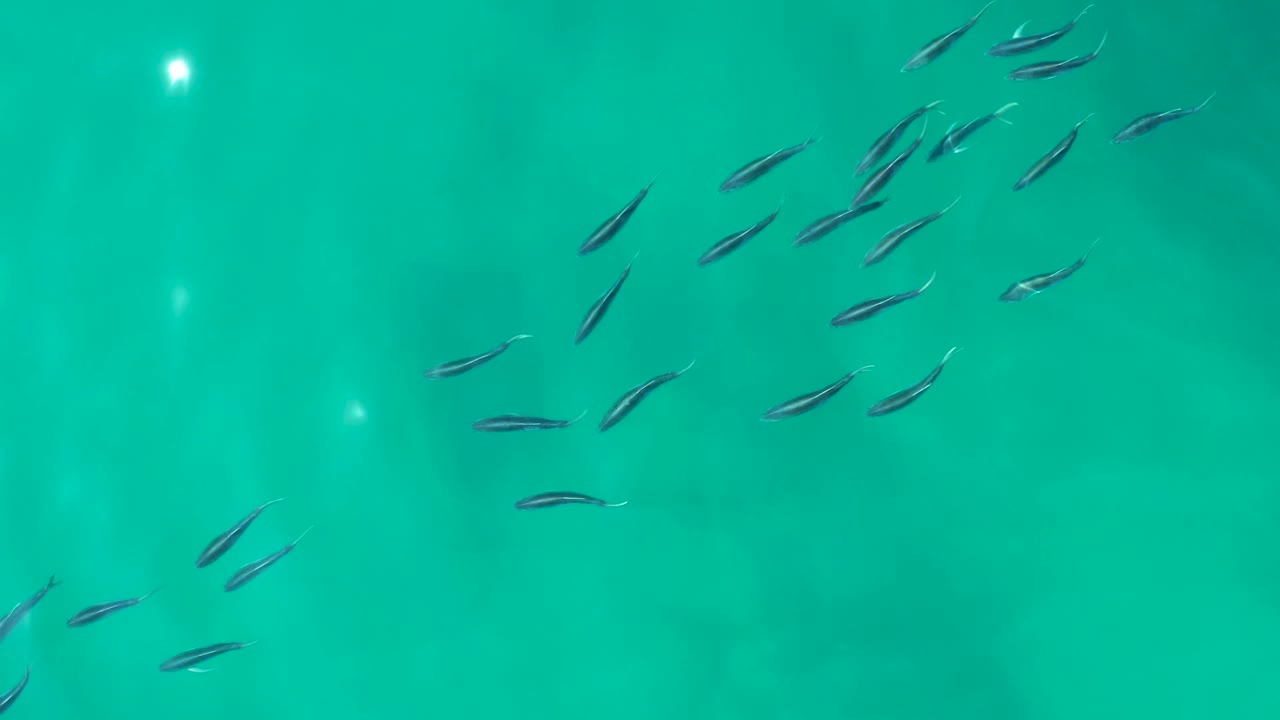 At Shipwrecks Los Cabos, small dark fish are scattered through clear turquoise water near bright surface reflections, with no visible people.