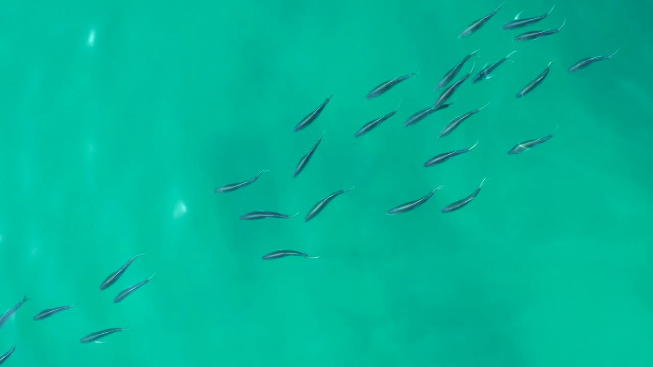 At Shipwrecks Los Cabos, a loose cluster of small fish sits higher in the frame against clear turquoise water, with no visible people.