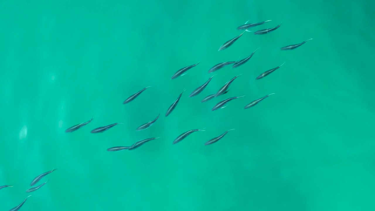 At Shipwrecks Los Cabos, small fish collect toward the upper right of the frame in clear turquoise water with faint shadow patches, with no visible people.