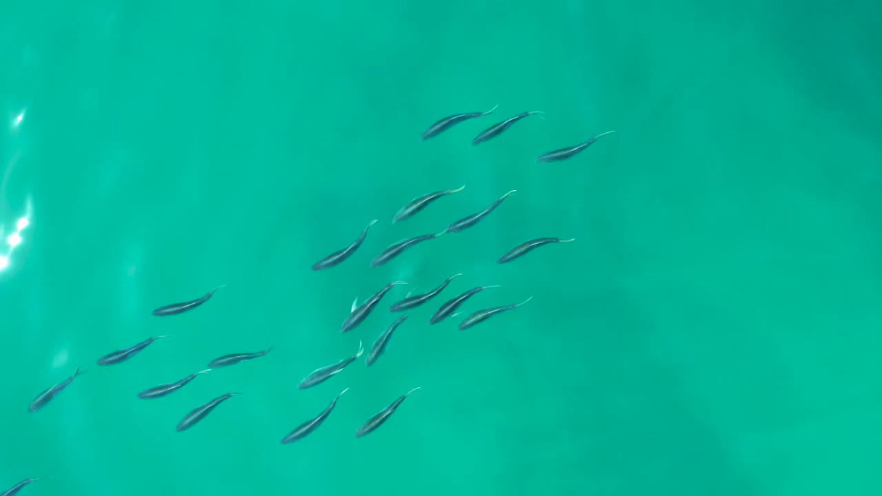 Small fish school spread along the lower left of turquoise water.