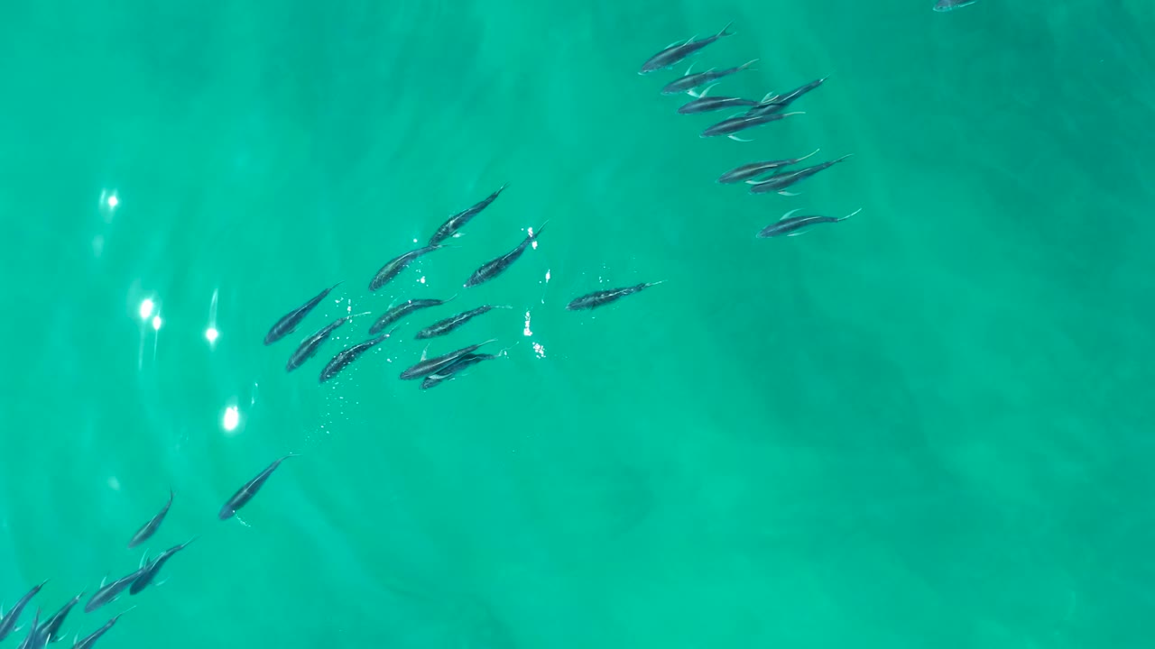 Overhead view of several small fish groups swimming through clear turquoise water at Shipwrecks Los Cabos, with sun reflections and no visible people.