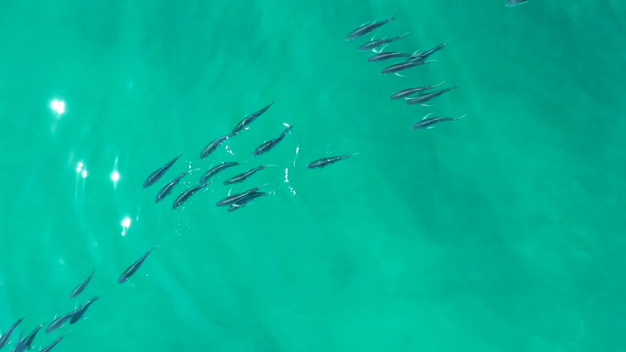 Loose school of fish under turquoise water