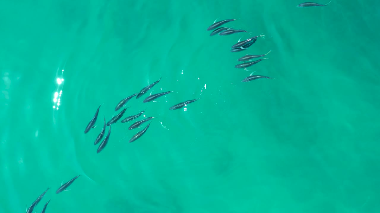 Small fish gather in two loose clusters near the upper part of the overhead frame at Shipwrecks Los Cabos, with open turquoise water below and no visible people.