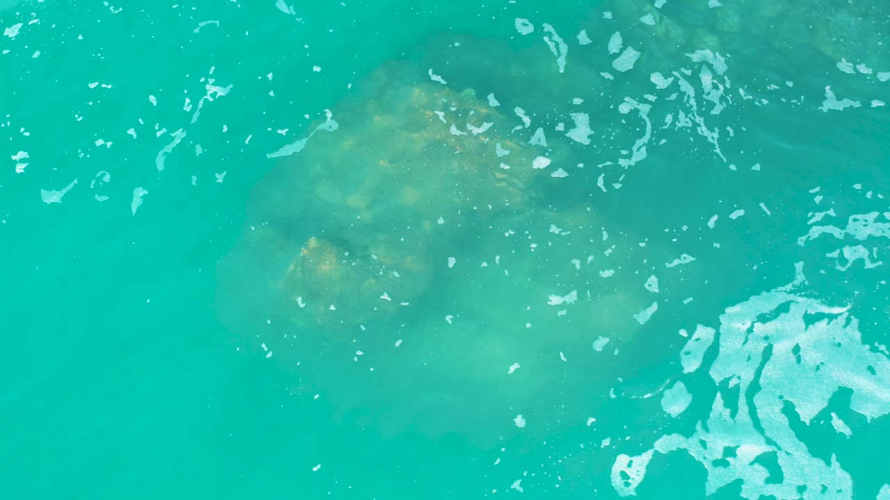 Overhead Marquis Los Cabos water frame with the jellyfish slightly deeper in the turquoise field, scattered white foam above it, and no visible people.