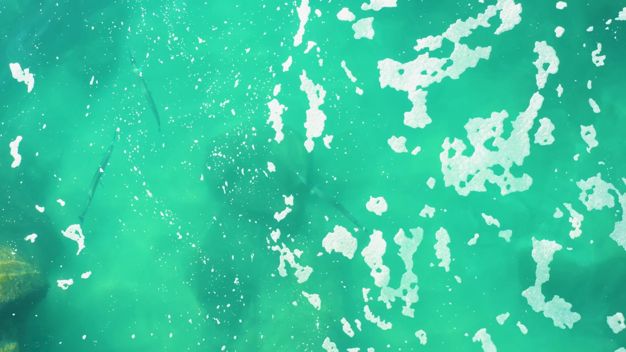 A later overhead view from Laguna Beach Los Cabos shows turquoise water, clustered white surface shimmer, small particles, faint fish silhouettes, and no visible people.