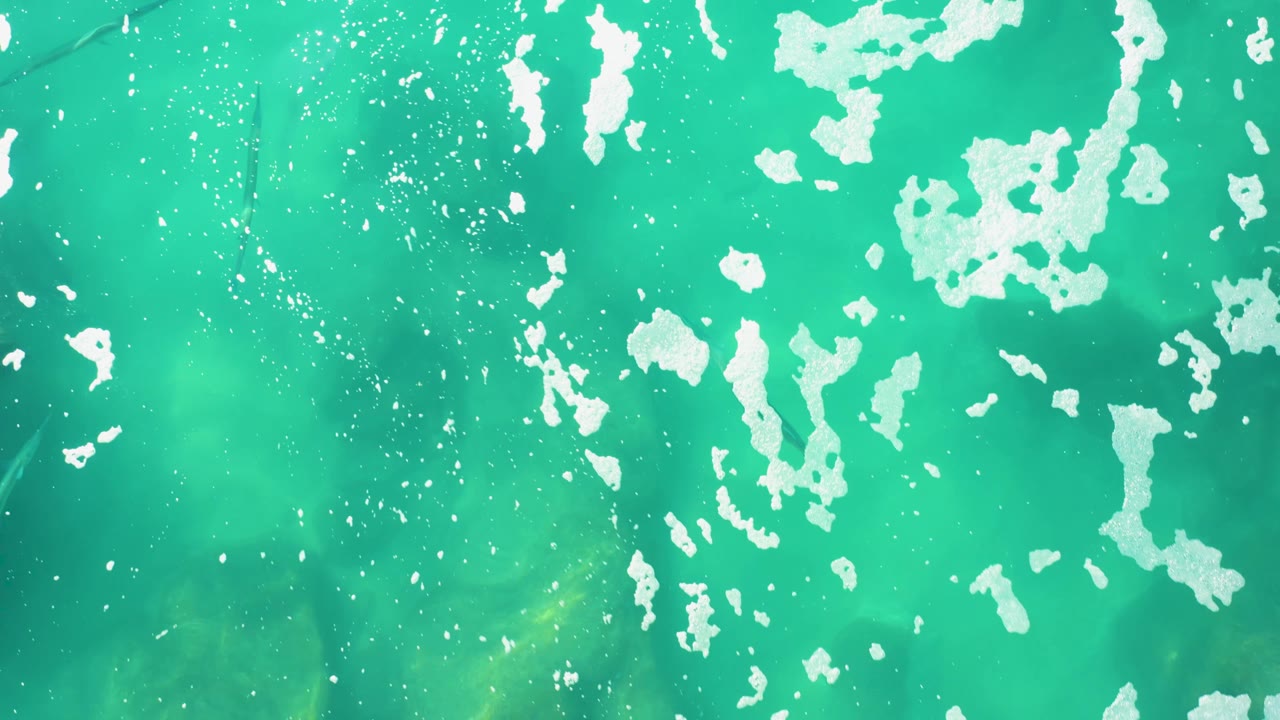 At Laguna Beach Los Cabos, scattered white foam crosses bright turquoise water and several dark fish appear near the left and lower edges, with no visible people.