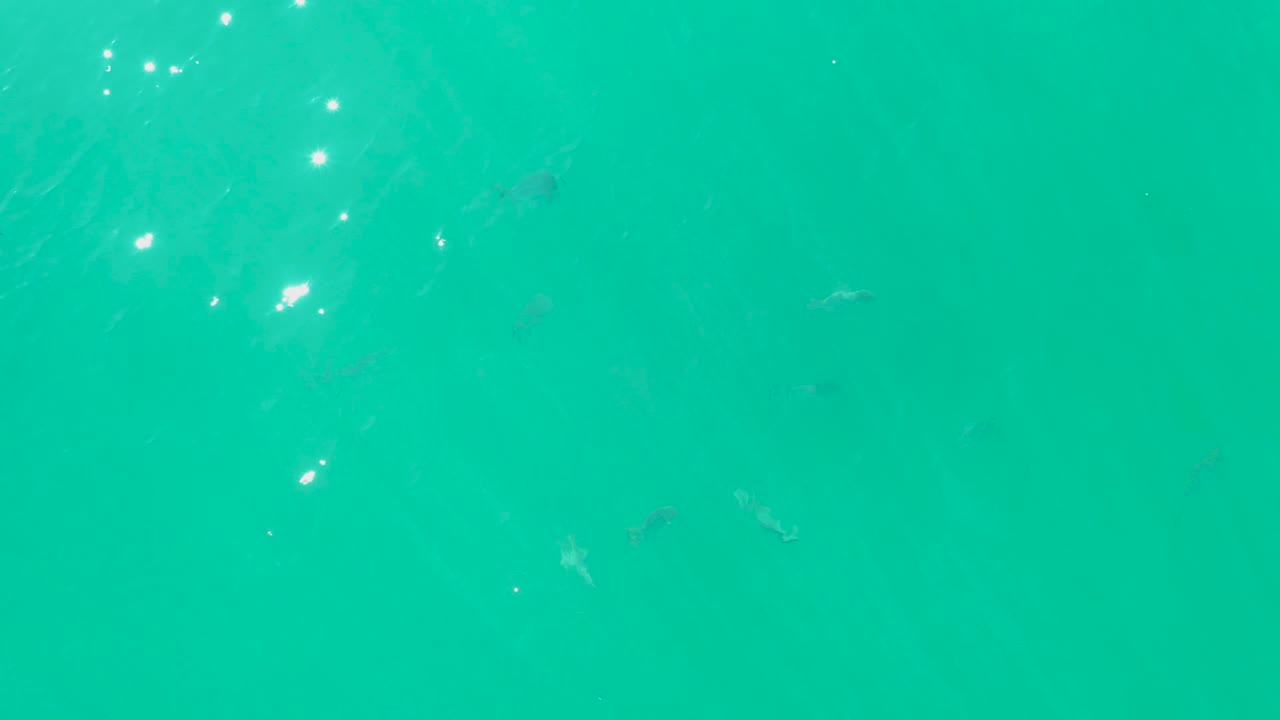 At 0:01, small fish appear as dark shapes under bright turquoise water while a cluster of surface reflections crosses the upper part of the frame, with no visible people.