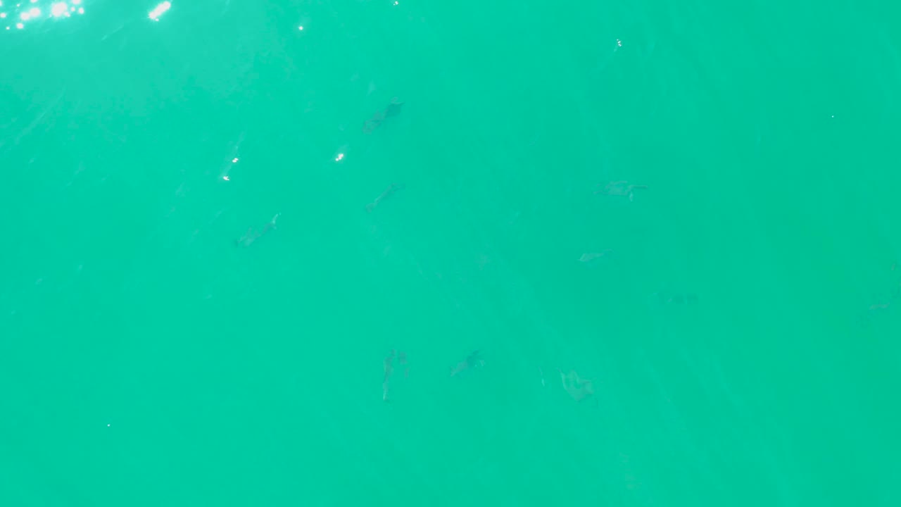 At 0:02, blue-green water fills the frame at Laguna Beach Los Cabos, with several faint fish shapes spread below the surface and no visible people.