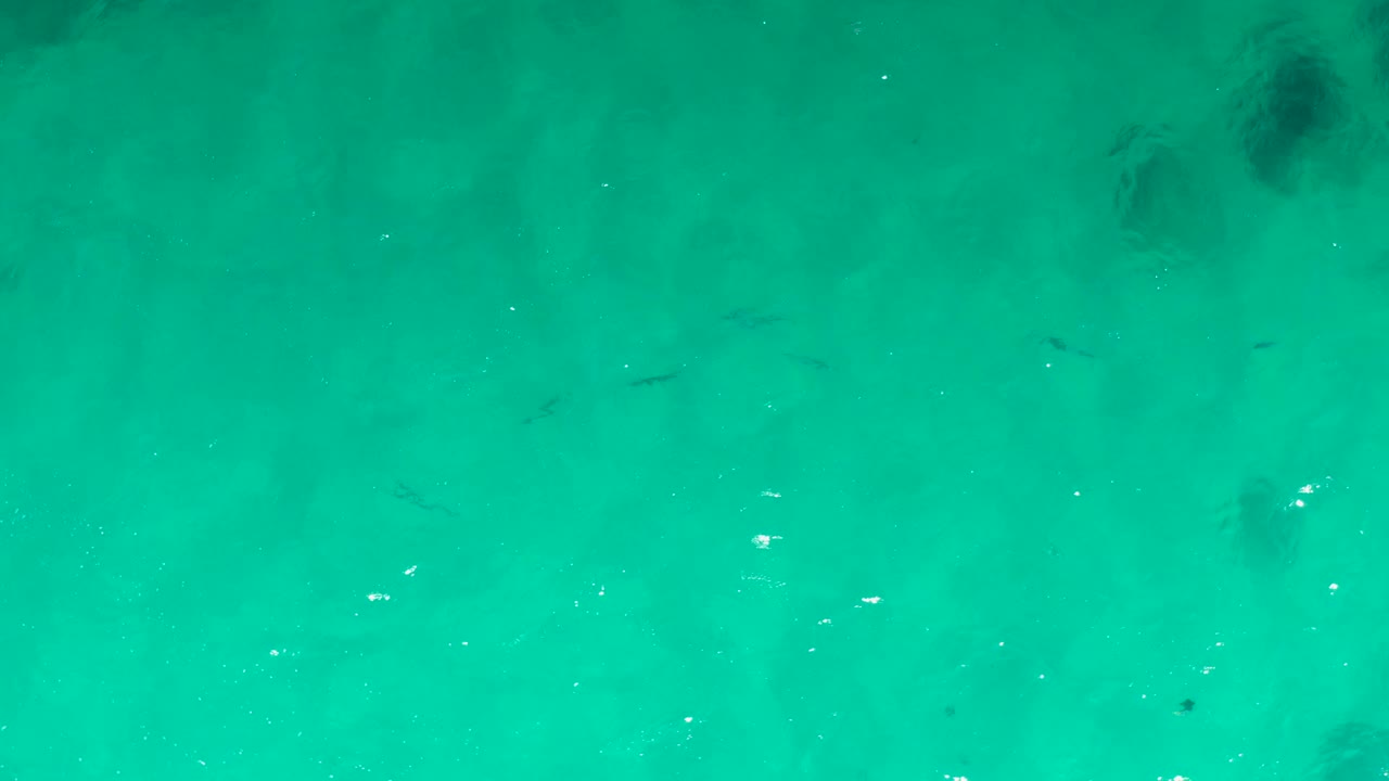 Clear turquoise ocean at Laguna Beach Los Cabos shows scattered small fish shapes under bright surface flecks, with no visible people.