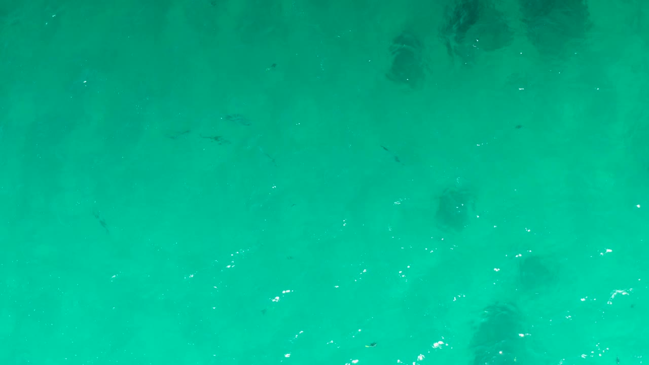Overhead view of Laguna Beach Los Cabos water with small dark fish shapes spread through the center, soft blue-green color, scattered white surface highlights, and no visible people.