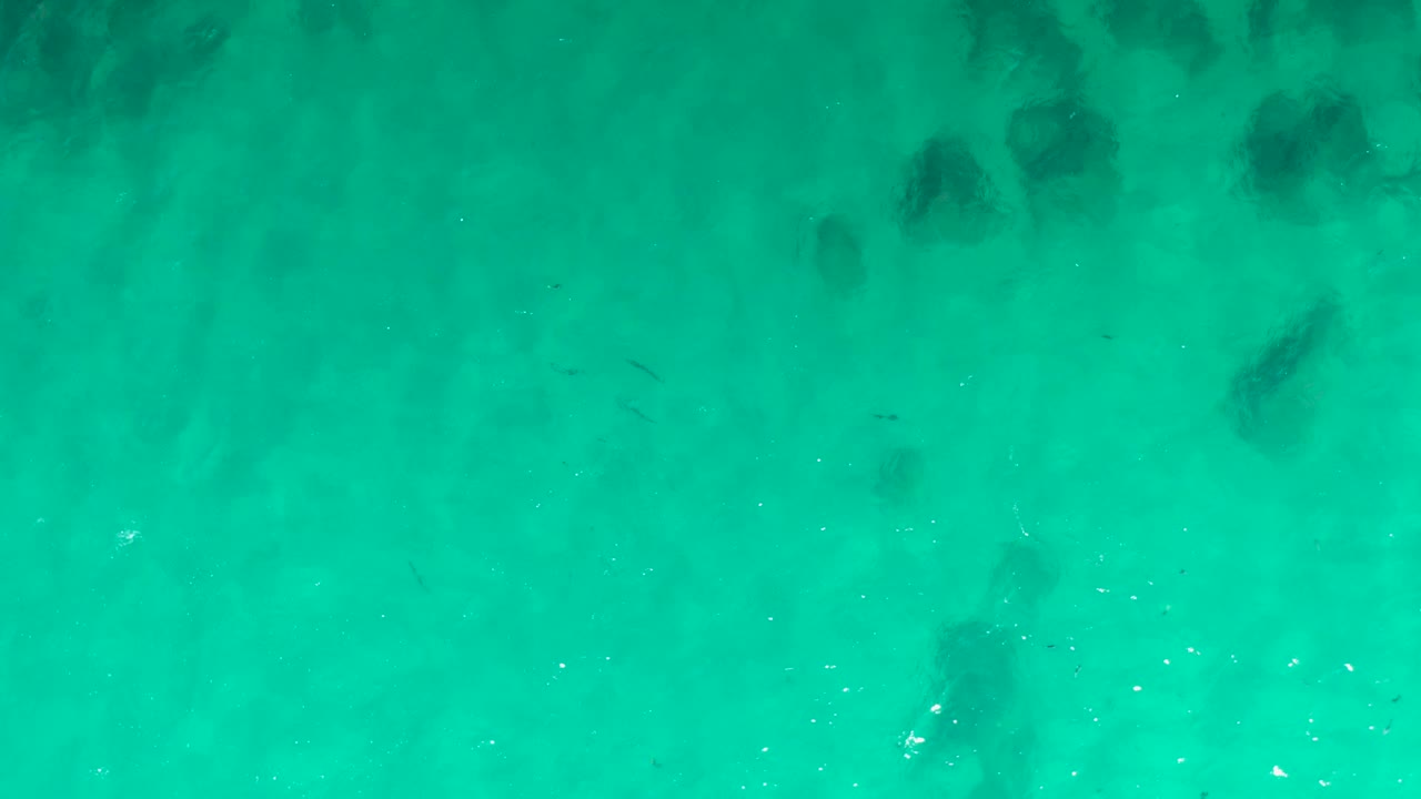 Clear green-blue water at Laguna Beach Los Cabos shows scattered small fish crossing over darker submerged shapes, with no visible people.