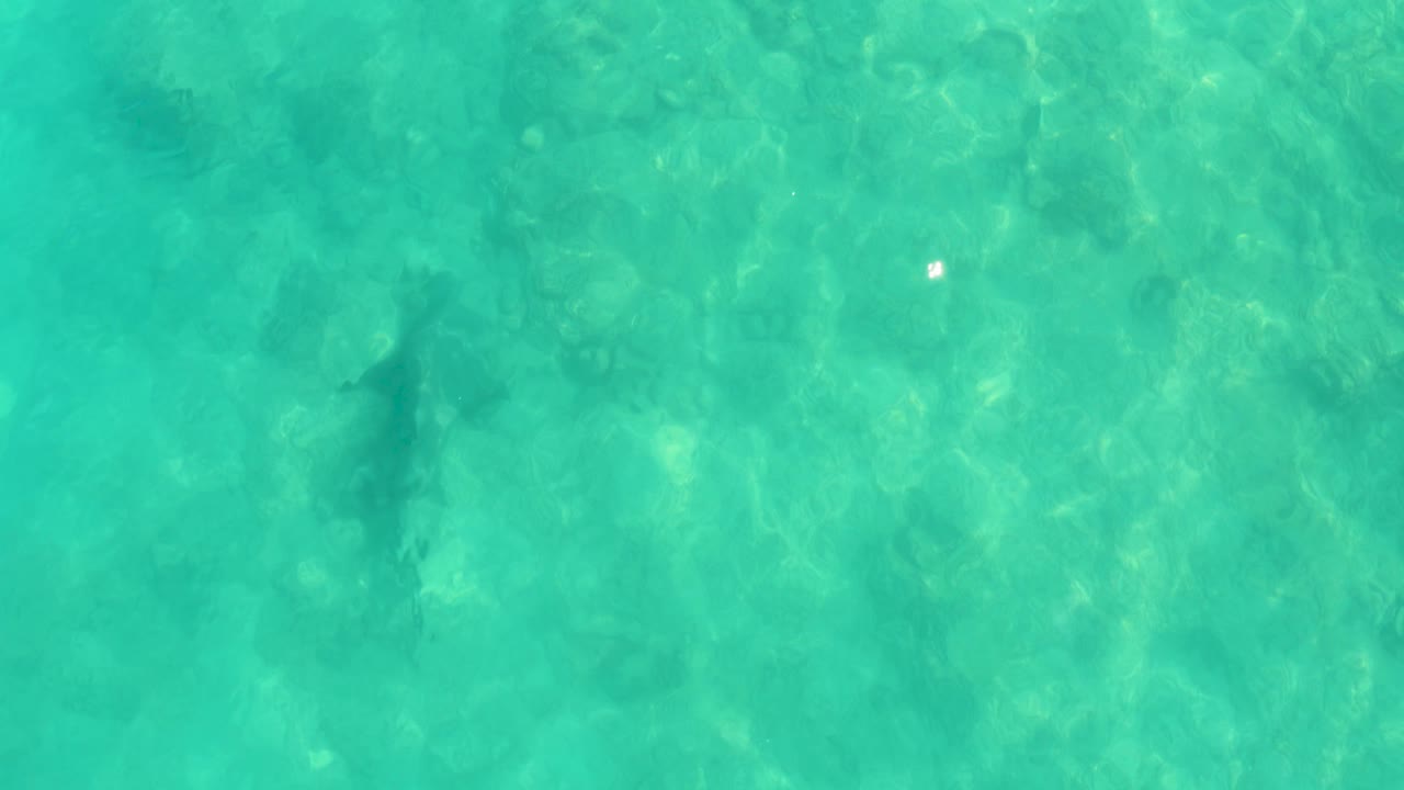 Shark silhouette in clear turquoise shallow water