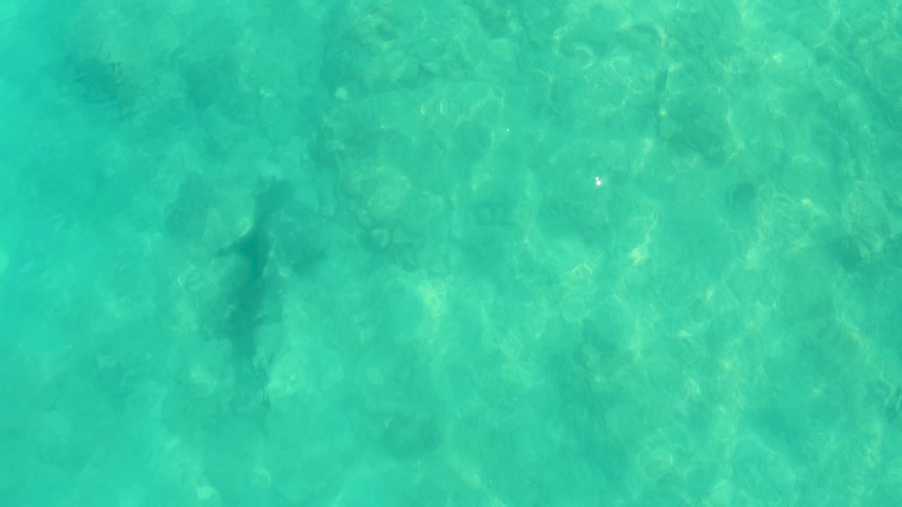 The shark is farther across the overhead view, partially softened by surface ripples and green-blue water in Cabo Pulmo, Mexico, with no visible people.